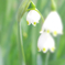 学名： Leucojum aestivum