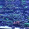うみたまご　001
