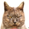 真鍋島の猫