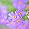 「陽春の姫小菊」　～オールドレンズの柔らかさ～