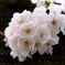 幹から桜
