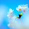 霞む桜花