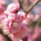 梅