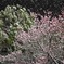 3月の雪