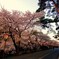 桜満開