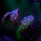 雨上がりの花
