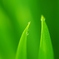 calm green