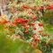 DSC03096 (1)