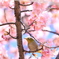河津桜とメジロ