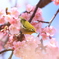 河津桜とメジロ 3