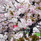 花見