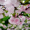 花見