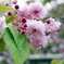 花見