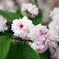 菊桜
