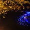 静岡 夜桜☆流れ星