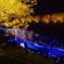 静岡 夜桜☆流れ星