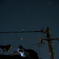星とねこ