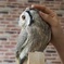 ２　フクロウカフェ