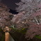 夜桜