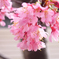 okamezakura