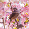 春に囲まれて