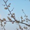 早春１
