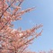 満開河津桜