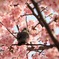 春風に吹かれながら