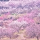 「春爛漫」　～Ta_Teさんへ～