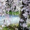 春ふわり