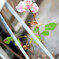 薔薇
