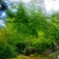 雨の宮島　～森の入り口～
