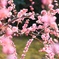 梅2016-001