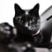 黒猫