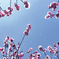 雪花