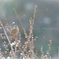 雪かしら・・・
