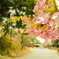 SAKURA-AMABIKI 2016