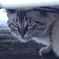 車の下に