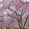 桜の園