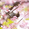 春はもうすぐ