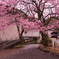 修善寺（修禅寺）寒桜