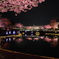 イルミと夜桜