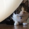 のぞきねこ