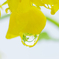 菜の花の涙