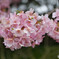 早咲き桜