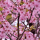 河津桜とメジロ