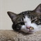 ふきげんねこ