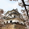彦根城と桜