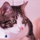 ねこタワーの上で