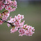 河津桜Ⅰ